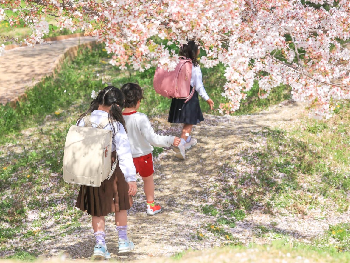 桜の咲く公園でランドセルを背負った女の子が背を向け歩いている